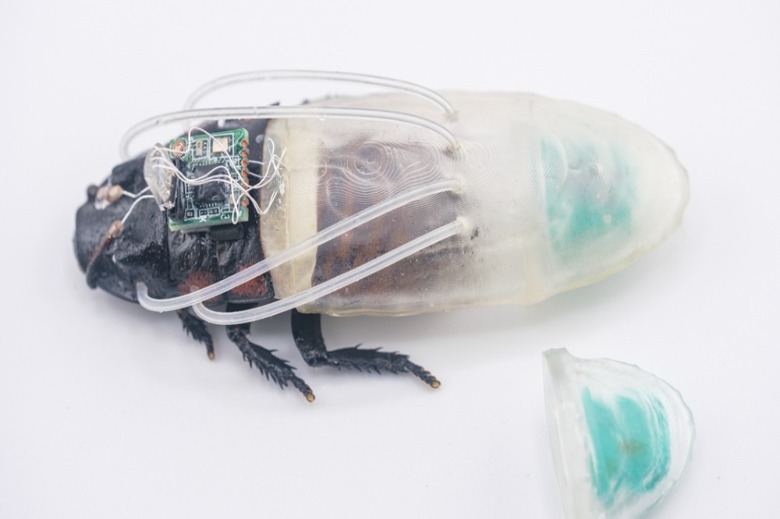 A 10-Year Sky Survey Begins Filming A 'Cosmic Movie,' Cyborg Cockroaches Go For A Dive And More Science Stories 2 A cyborg roach wearing the translucent diving suit